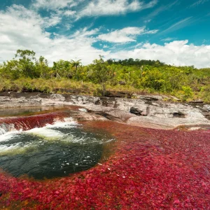 Caño Cristales