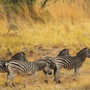 Zebras