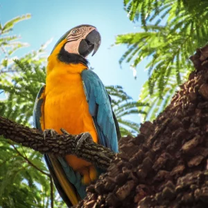 Amazonas loros