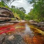 Caño Cristales