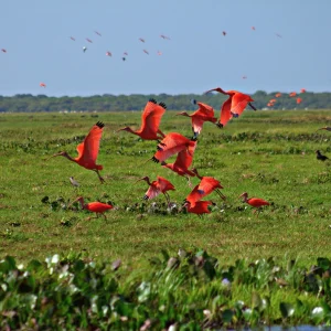 llanos orientales