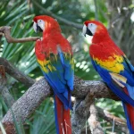 Amazonas