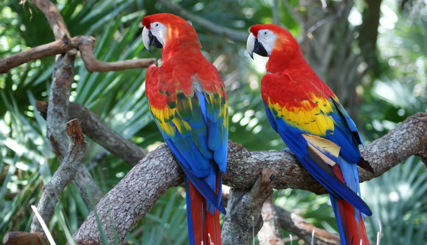 Amazonas