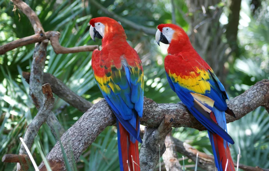 Tour al Amazonas 4 noches