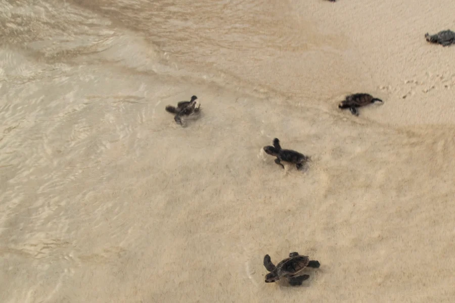 Tour a Bahía Solano – Plan Tortugas