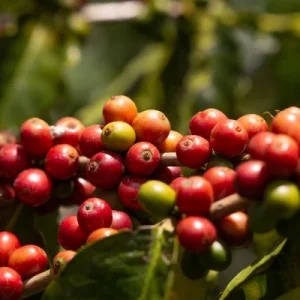 Ruta del cafe colombia