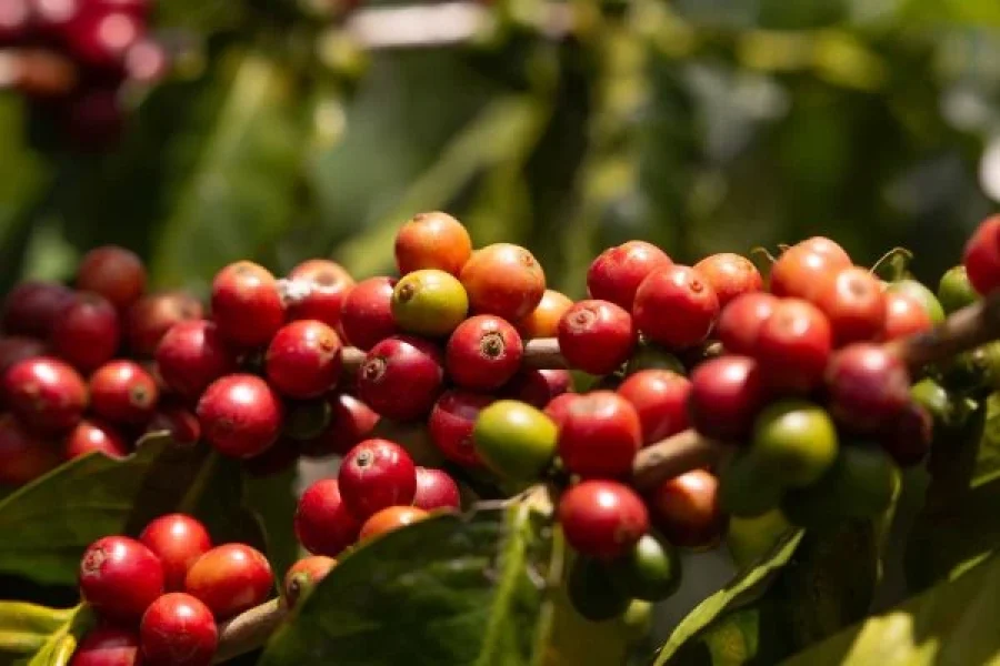 Ruta del cafe colombia
